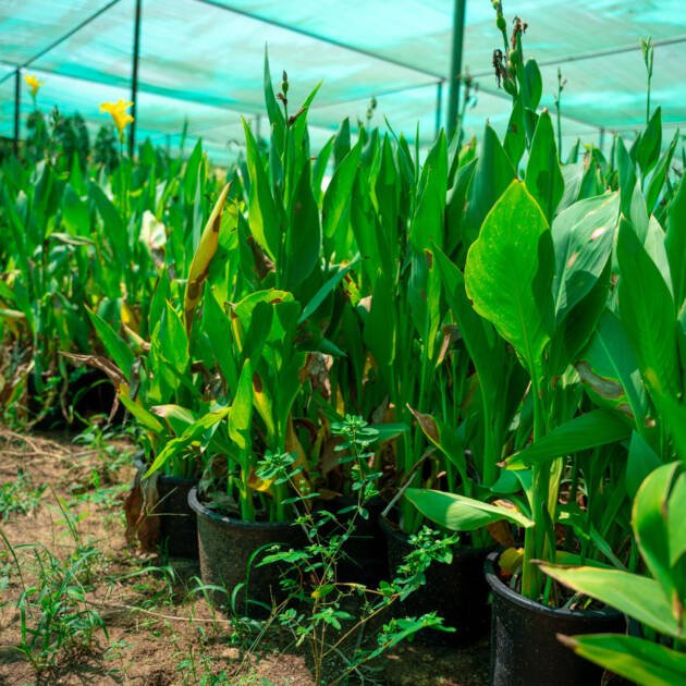 Canna Lily Plant | Tropical Flowering Plant for UAE Gardens & Landscapes