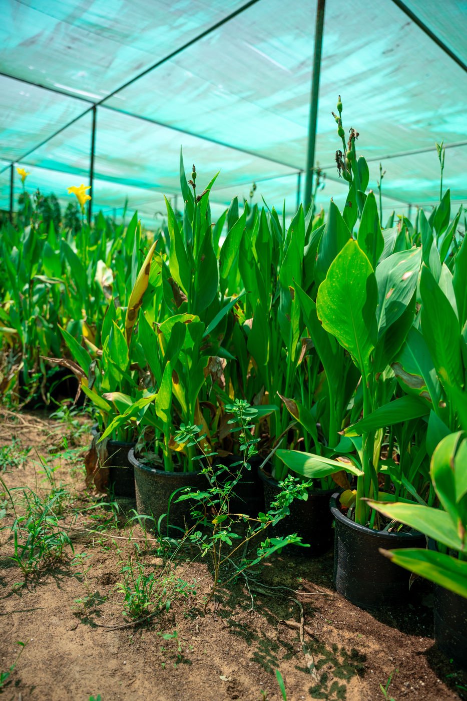 Canna Lily Plant | Tropical Flowering Plant for UAE Gardens & Landscapes