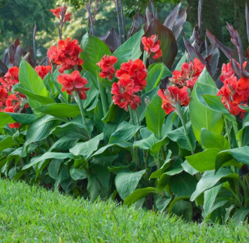 Red Canna Lily (Canna indica) – Tropical Flowering Plant with Vibrant Red Blooms