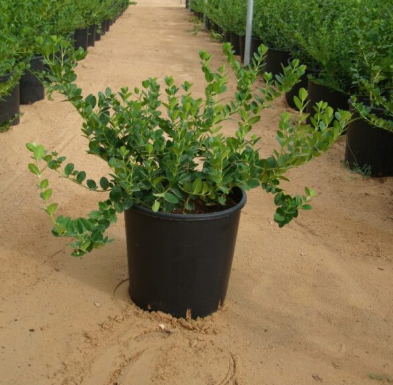 Natal Plum Plant (Carissa macrocarpa) | Evergreen Landscape Shrub for UAE Gardens
