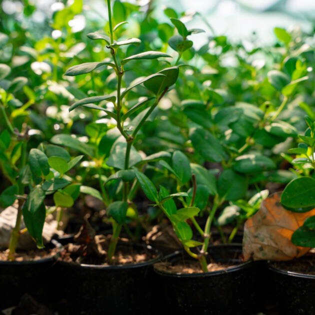 Carissa Plant | Evergreen Flowering Shrub for UAE Landscaping