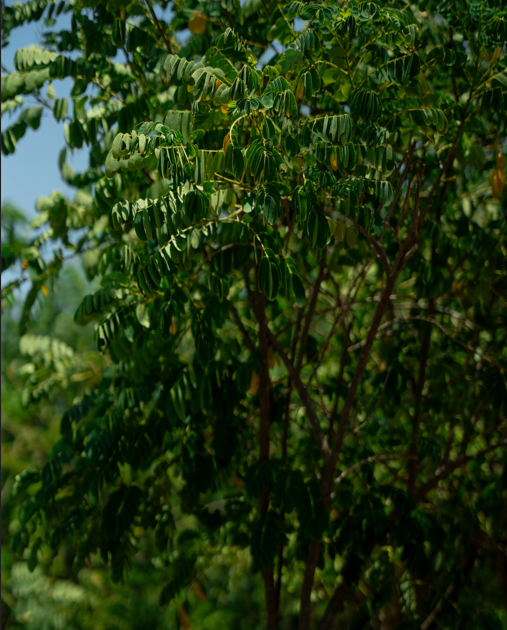 Sunshine Tree (Cassia surattensis) | Yellow Flowering Tree for UAE Landscapes