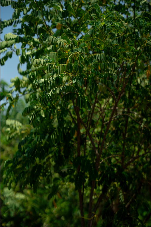 Sunshine Tree (Cassia surattensis) | Yellow Flowering Tree for UAE Landscapes