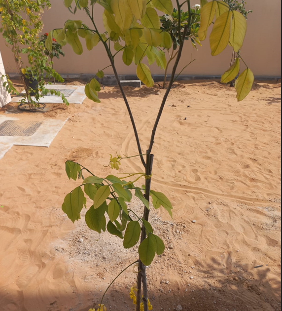Cassia fistula (Golden Shower Tree) | Yellow Flowering Tree for UAE Landscaping