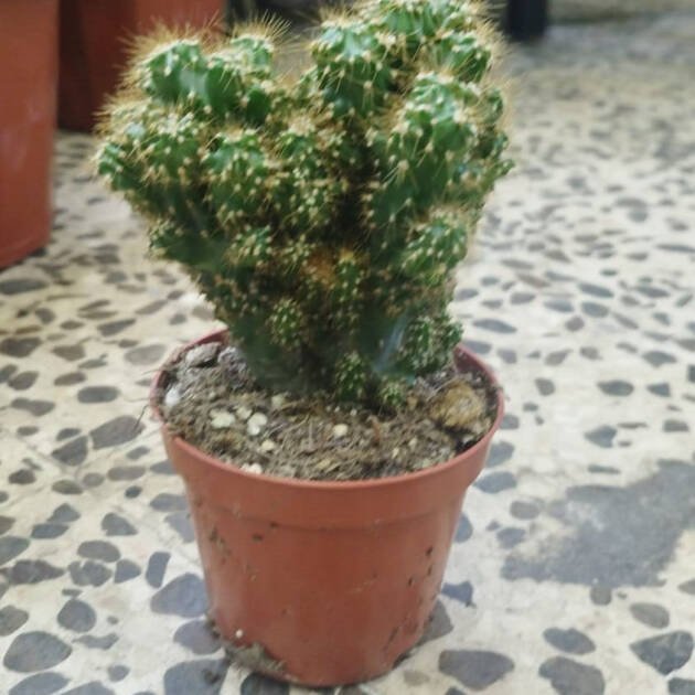 Peruvian Columnar Cactus (Cereus repandus) | Desert Cactus for UAE Landscaping