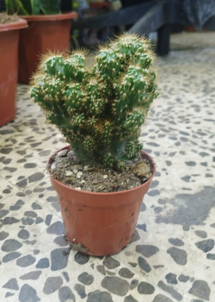 Peruvian Columnar Cactus (Cereus repandus) | Desert Cactus for UAE Landscaping