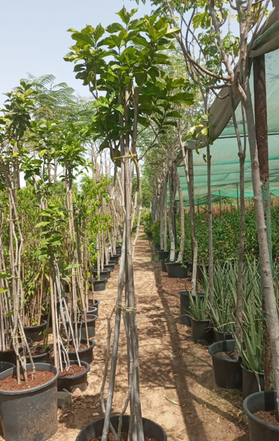 Night-Blooming Jasmine (Cestrum nocturnum) | Fragrant Flowering Shrub for UAE Gardens