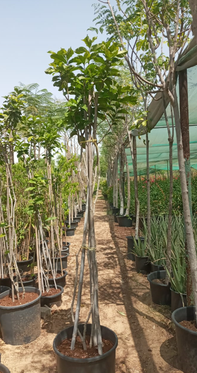 Night-Blooming Jasmine (Cestrum nocturnum) | Fragrant Flowering Shrub for UAE Gardens