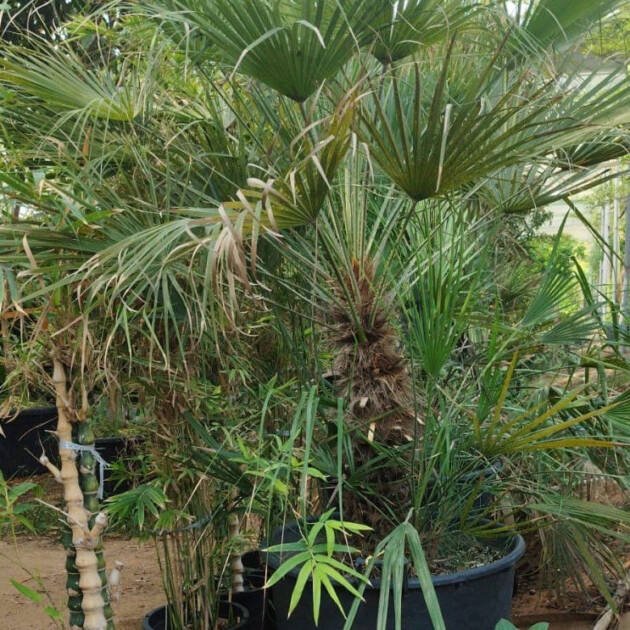 Chamaerops humilis (European Fan Palm) | Hardy Palm Tree for UAE Landscaping
