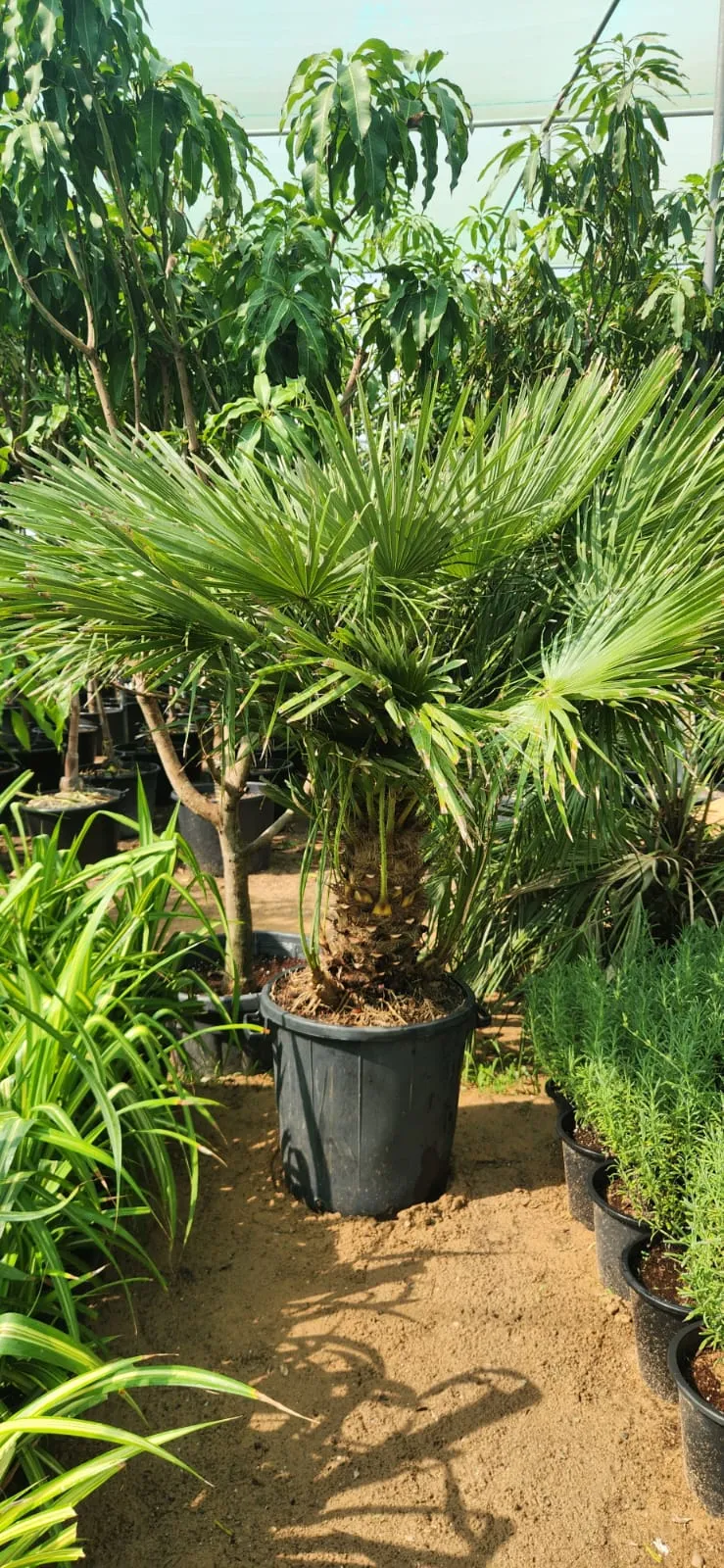 Chamaerops humilis (European Fan Palm) | Hardy Palm Tree for UAE Landscaping - Image 2
