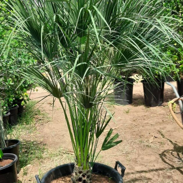 Chamaerops Palm (Chamaerops humilis) – Hardy Mediterranean Fan Palm for Landscapes