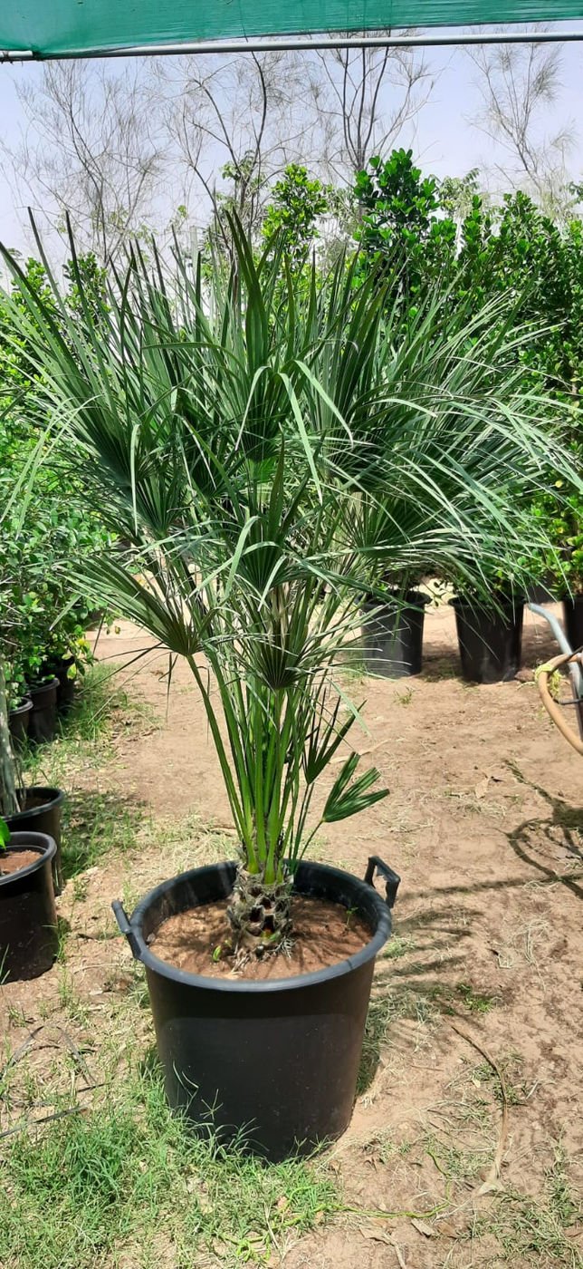 Chamaerops Palm (Chamaerops humilis) – Hardy Mediterranean Fan Palm for Landscapes