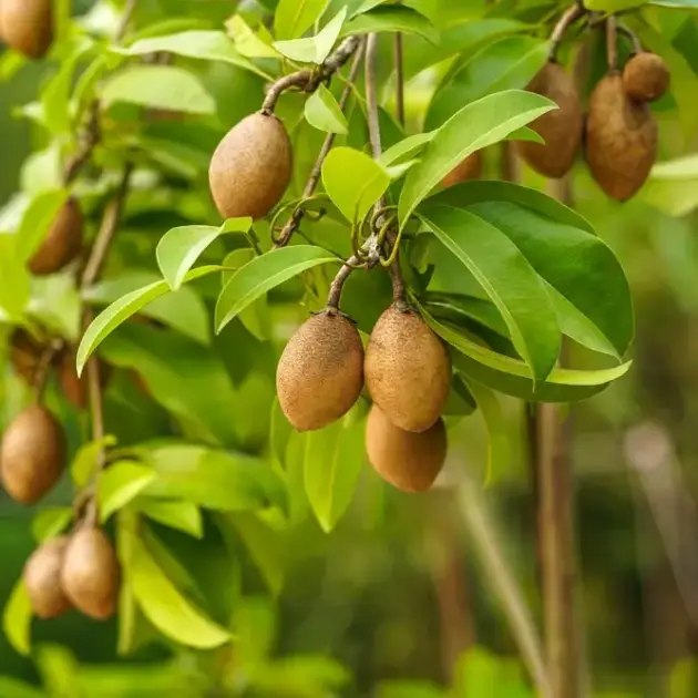 Chikoo Kalipatti (Manilkara zapota) | Sapodilla Fruit Tree for UAE Gardens