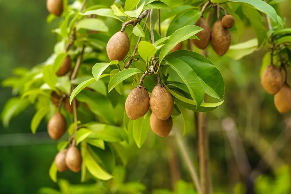 Chikoo Kalipatti (Manilkara zapota) | Sapodilla Fruit Tree for UAE Gardens