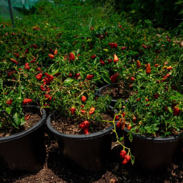 Chili Plant (Capsicum annuum) | Fresh Pepper Plant for UAE Home Gardens