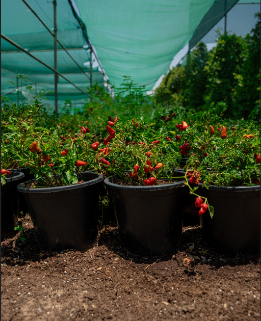 chilli ,Hight Size : 30 cm , Root Size : 10 - 20 cm