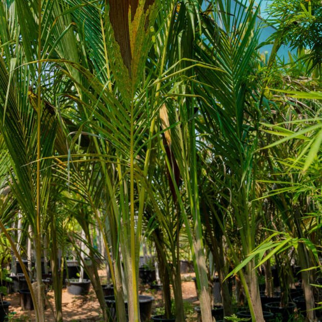 Coconut Tree (Cocos nucifera) | Tropical Palm Tree for UAE Landscaping