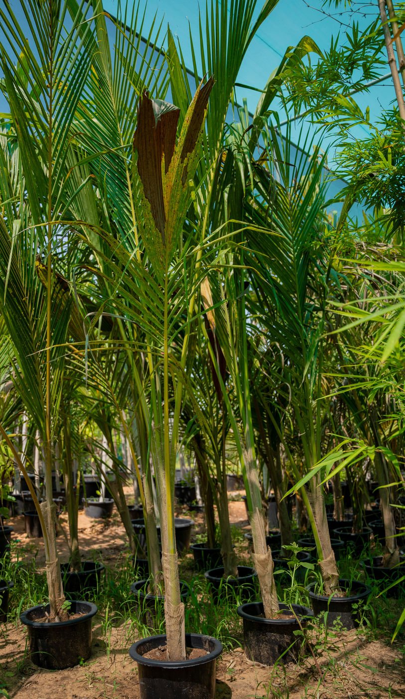 Coconut Tree (Cocos nucifera) | Tropical Palm Tree for UAE Landscaping