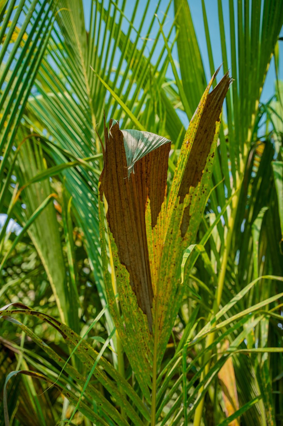 Coconut Tree (Cocos nucifera) | Tropical Palm Tree for UAE Landscaping - Image 2
