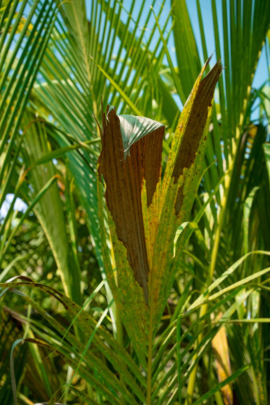 Coconut Tree (Cocos nucifera) | Tropical Palm Tree for UAE Landscaping - Image 3