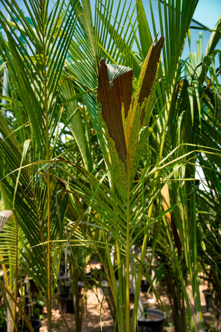 Coconut Tree (Cocos nucifera) | Tropical Palm Tree for UAE Landscaping - Image 4