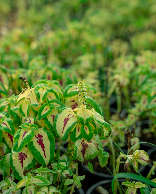 Small Coleus Plant | Compact Colorful Foliage Plant for UAE Gardens