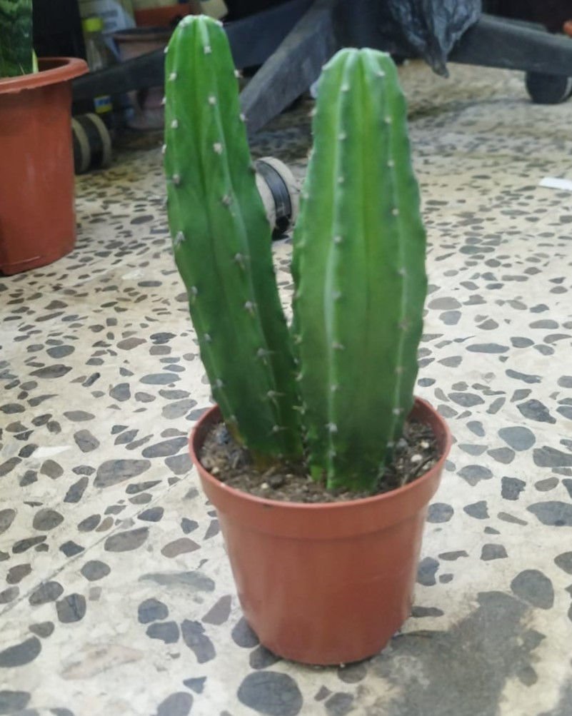 Columnar Cactus | Drought-Tolerant Cactus Plant for UAE Landscaping