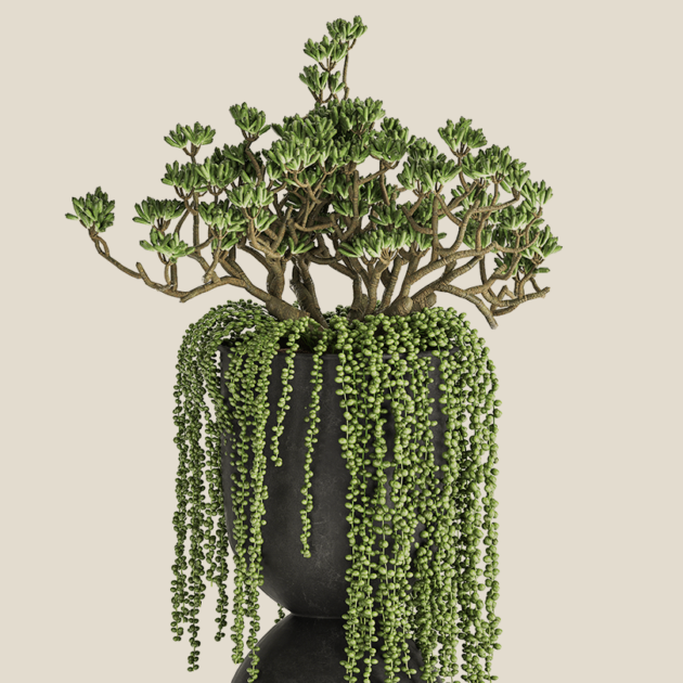 Crassula