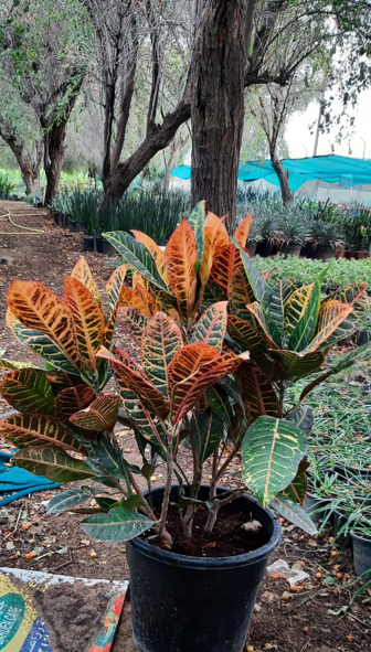 Croton Plant for Sale | Colorful Indoor Tropical Plant