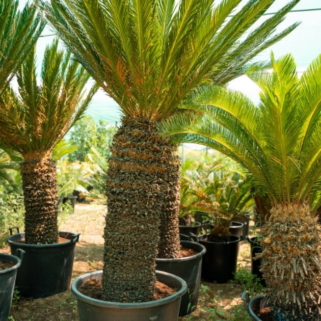 Cycas Revoluta Plant – Tropical Sago Palm for Home & Garden