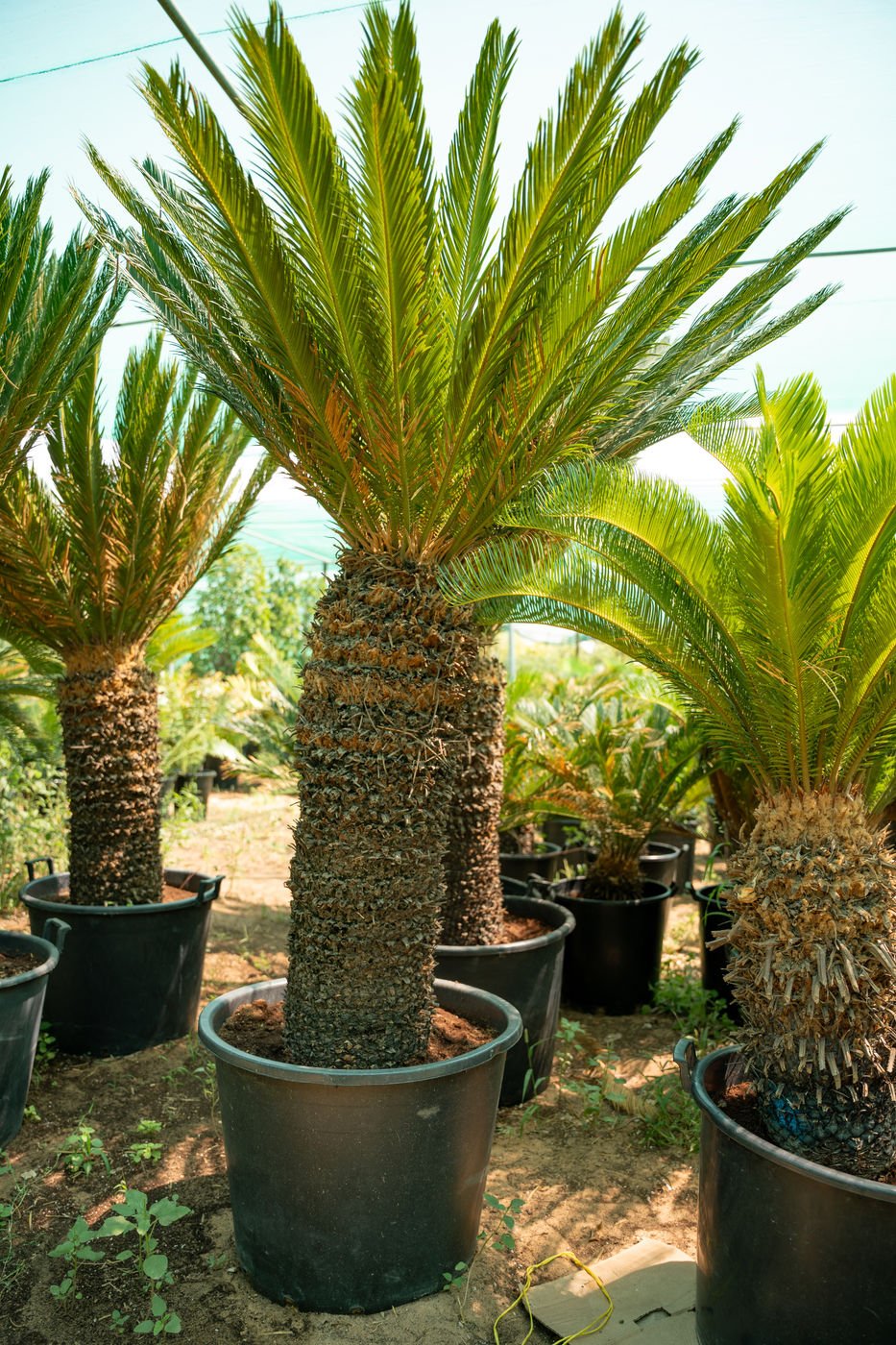 Cycas Revoluta Plant – Tropical Sago Palm for Home & Garden