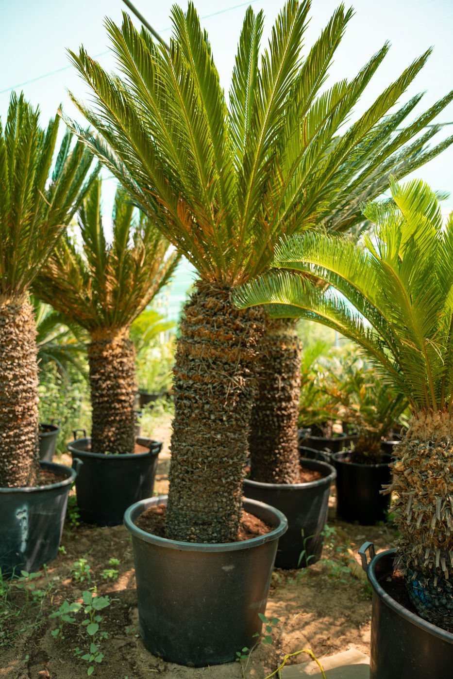 Cycas Revoluta Plant – Tropical Sago Palm for Home & Garden - Image 2