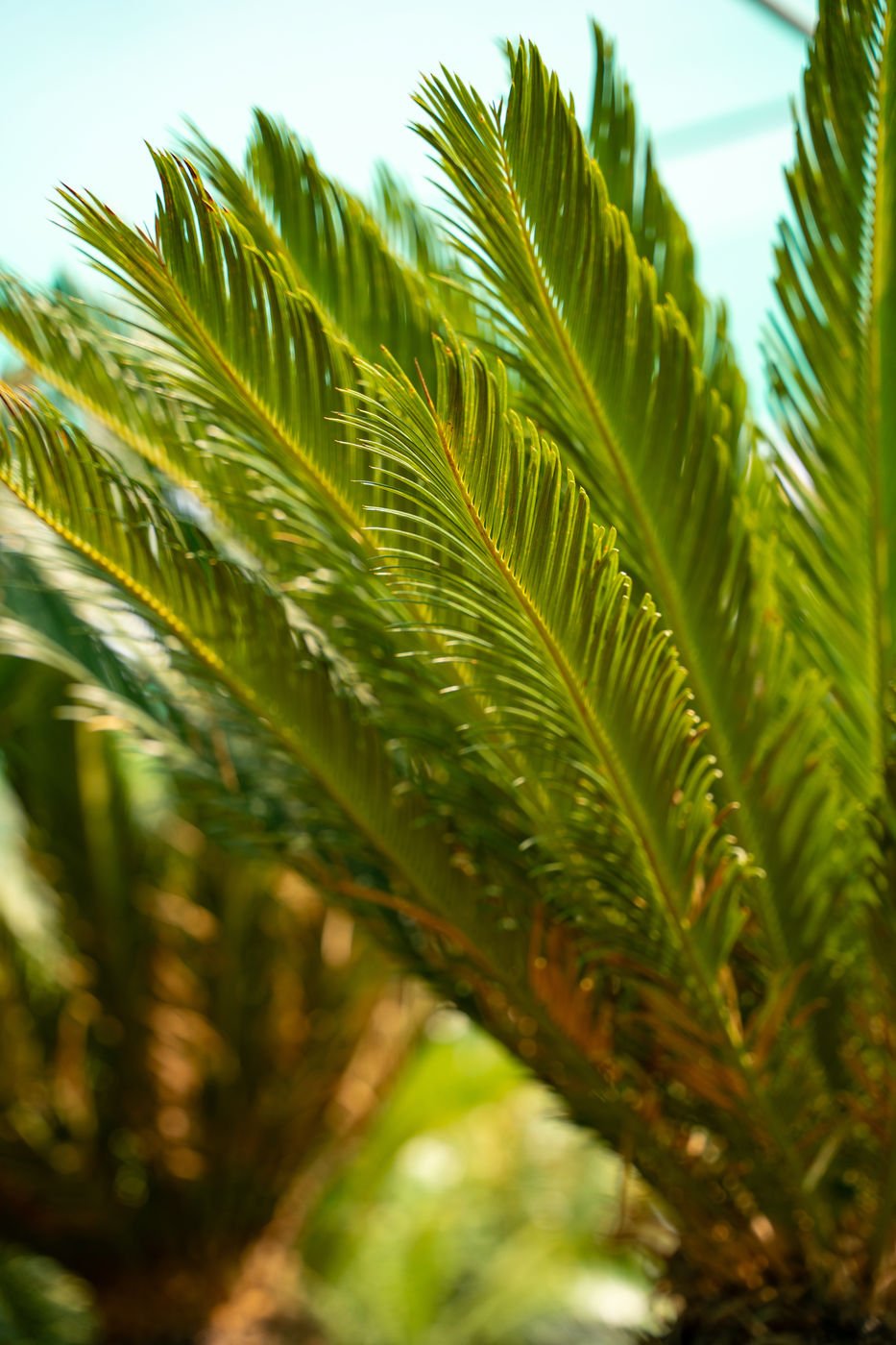 Cycas Revoluta Plant – Tropical Sago Palm for Home & Garden - Image 3