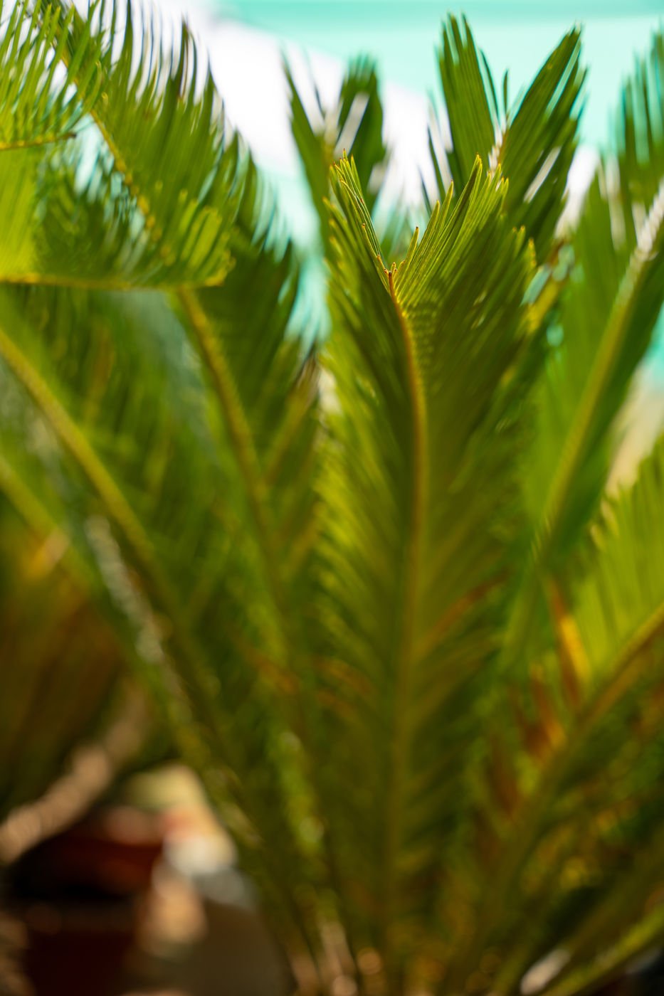 Cycas Revoluta Plant – Tropical Sago Palm for Home & Garden - Image 4