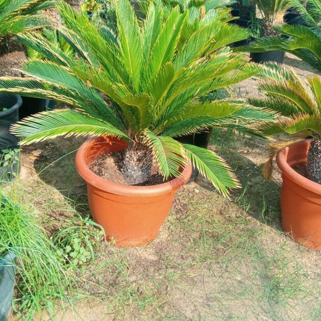 Cycas revoluta (Sago Palm) | Elegant Tropical Landscape Plant for UAE Gardens