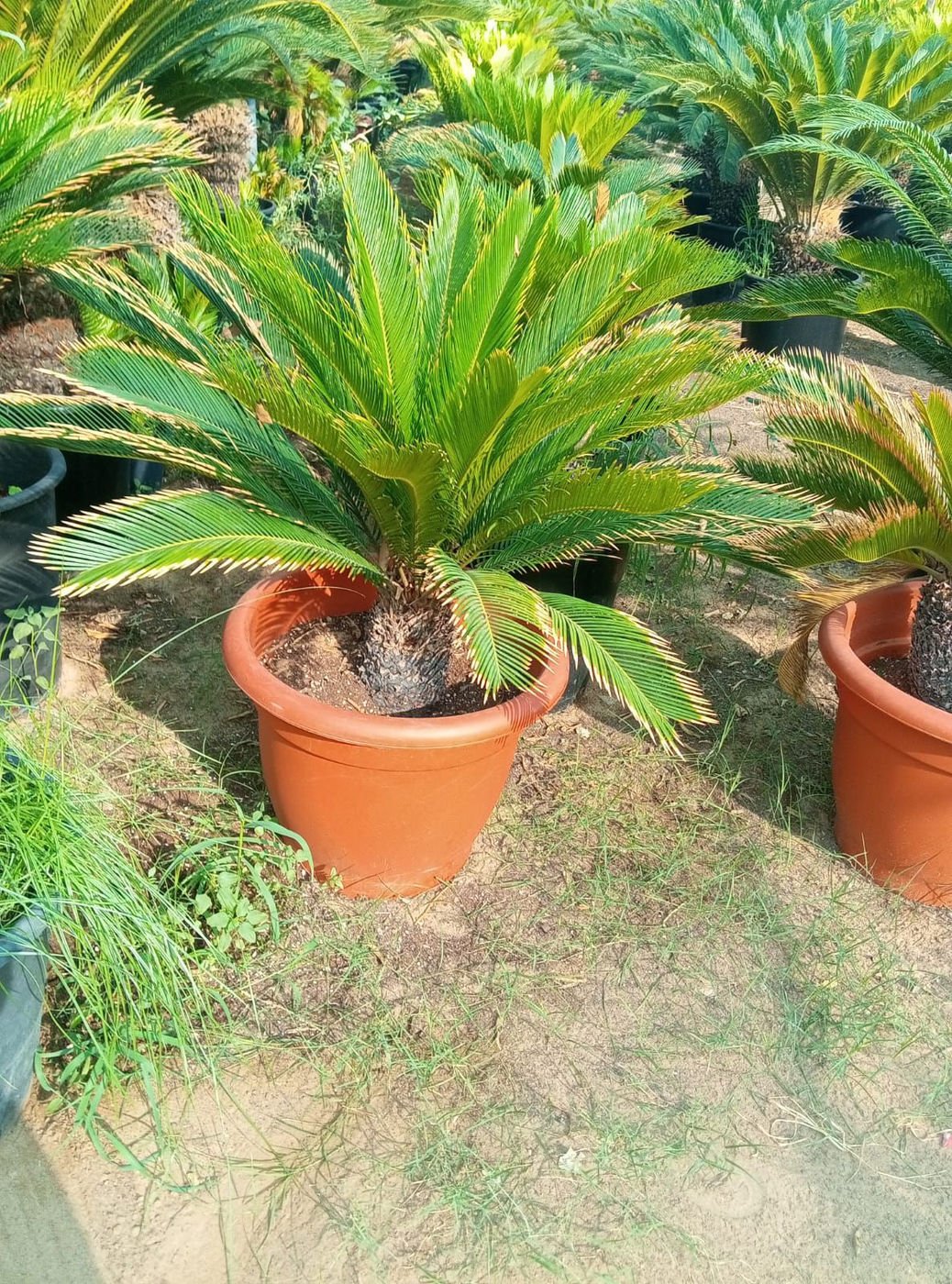 Cycas revoluta (Sago Palm) | Elegant Tropical Landscape Plant for UAE Gardens