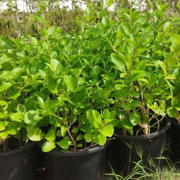 Wild Jasmine (Dumdum Plant) – Evergreen Fragrant Flowering Shrub
