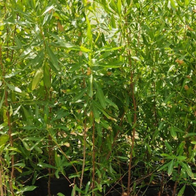 Dodonaea viscosa (Hopbush) – Evergreen Ornamental Hedge & Landscape Shrub