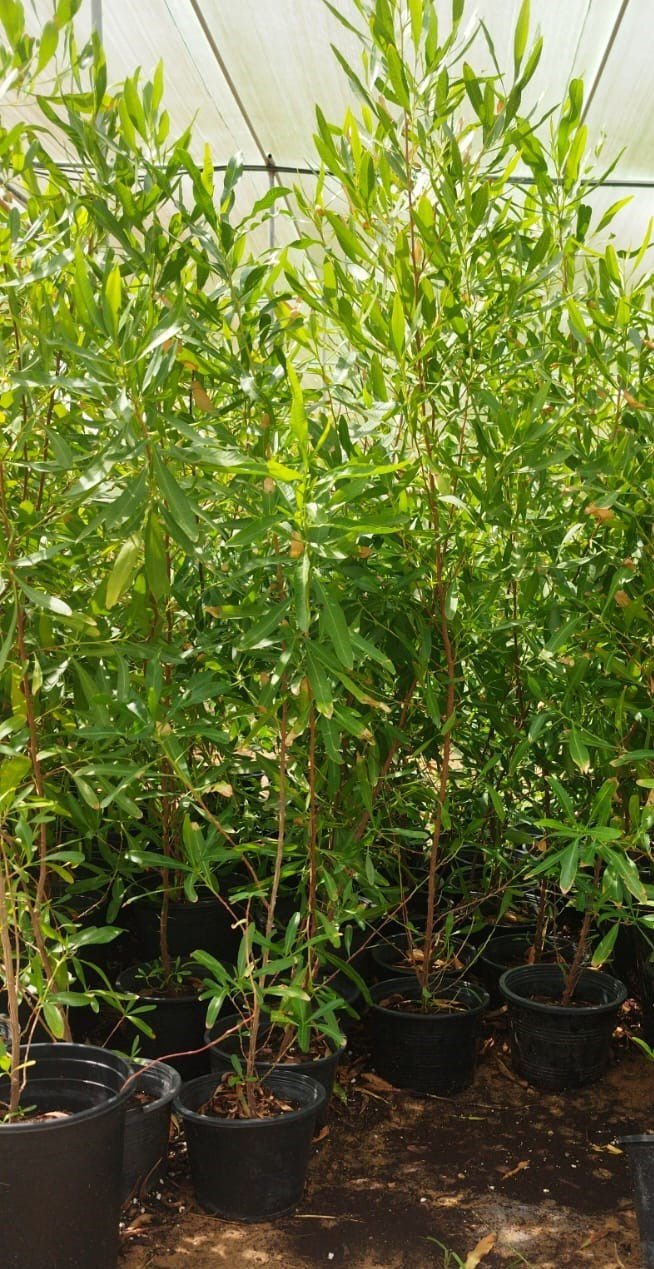 Dodonaea viscosa (Hopbush) – Evergreen Ornamental Hedge & Landscape Shrub