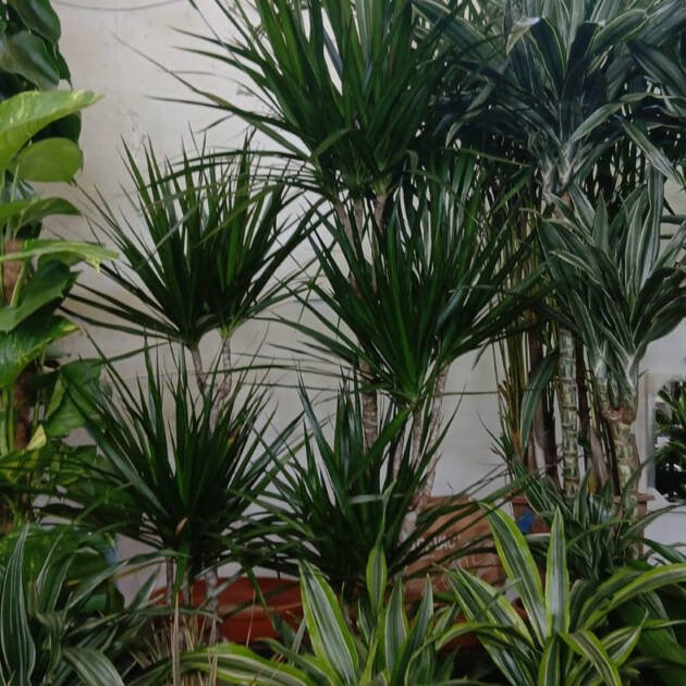 Dracaena Marginata (Madagascar Dragon Tree) – Premium Indoor Air-Purifying Plant