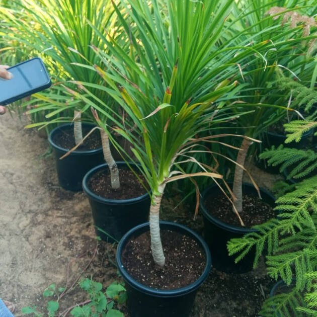 Dracaena Marginata (Madagascar Dragon Tree) – Premium Indoor Air-Purifying Plant