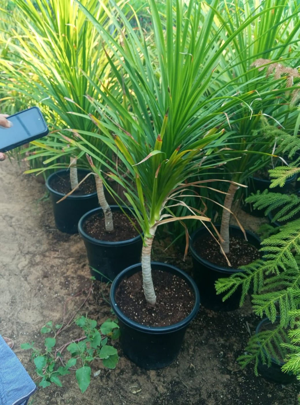 Dracaena Marginata (Madagascar Dragon Tree) – Premium Indoor Air-Purifying Plant