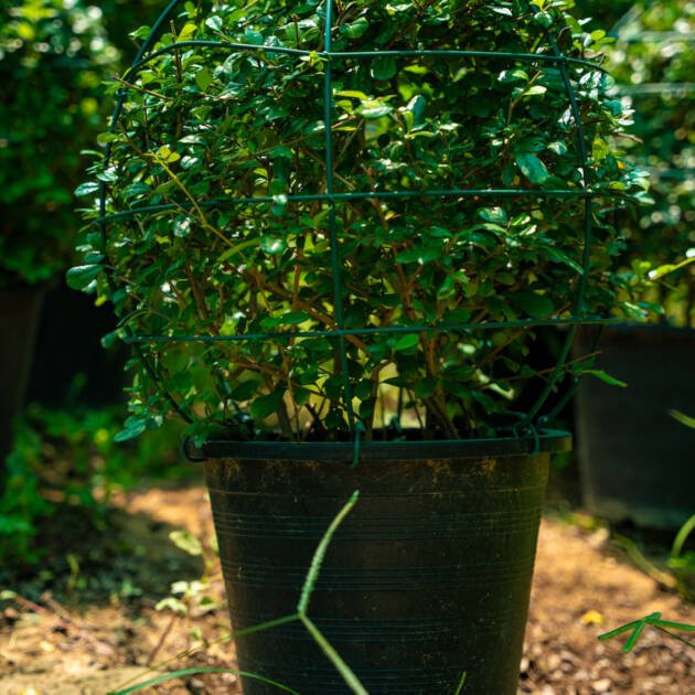 Ehretia Ball Tree (Ehretia microphylla) – Premium Ornamental Topiary Plant