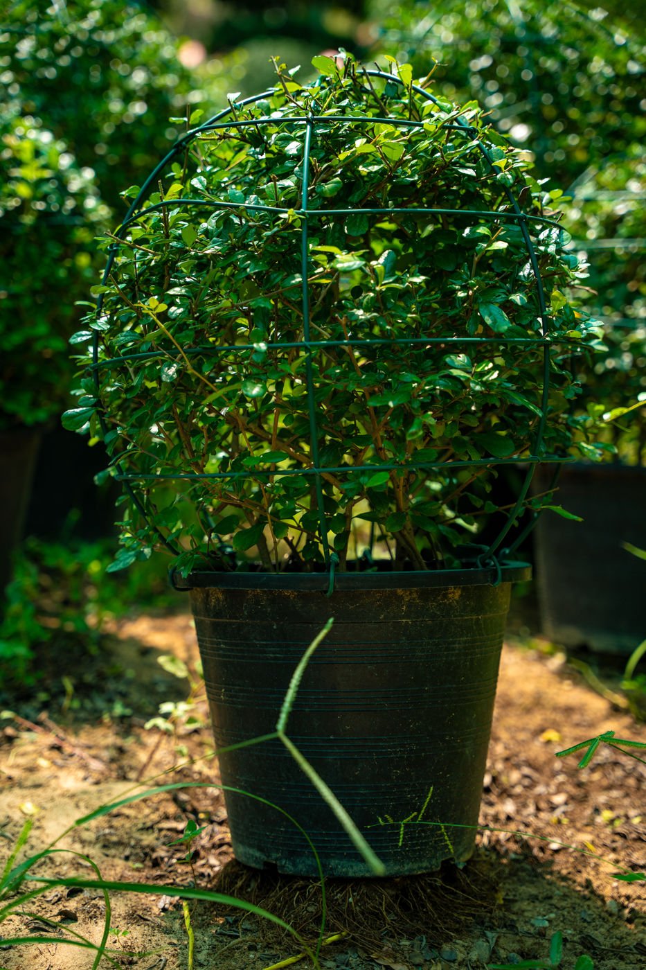 Ehretia Ball Tree (Ehretia microphylla) – Premium Ornamental Topiary Plant