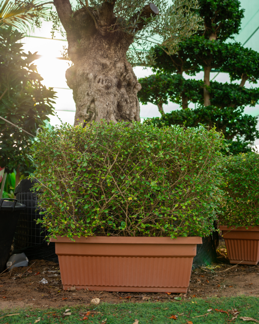 Ehretia Wall Plant (Ehretia microphylla) – Evergreen Hedge & Privacy Screening Plant