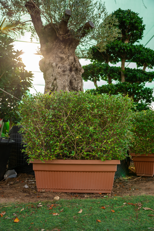 Ehretia Wall Plant (Ehretia microphylla) – Evergreen Hedge & Privacy Screening Plant