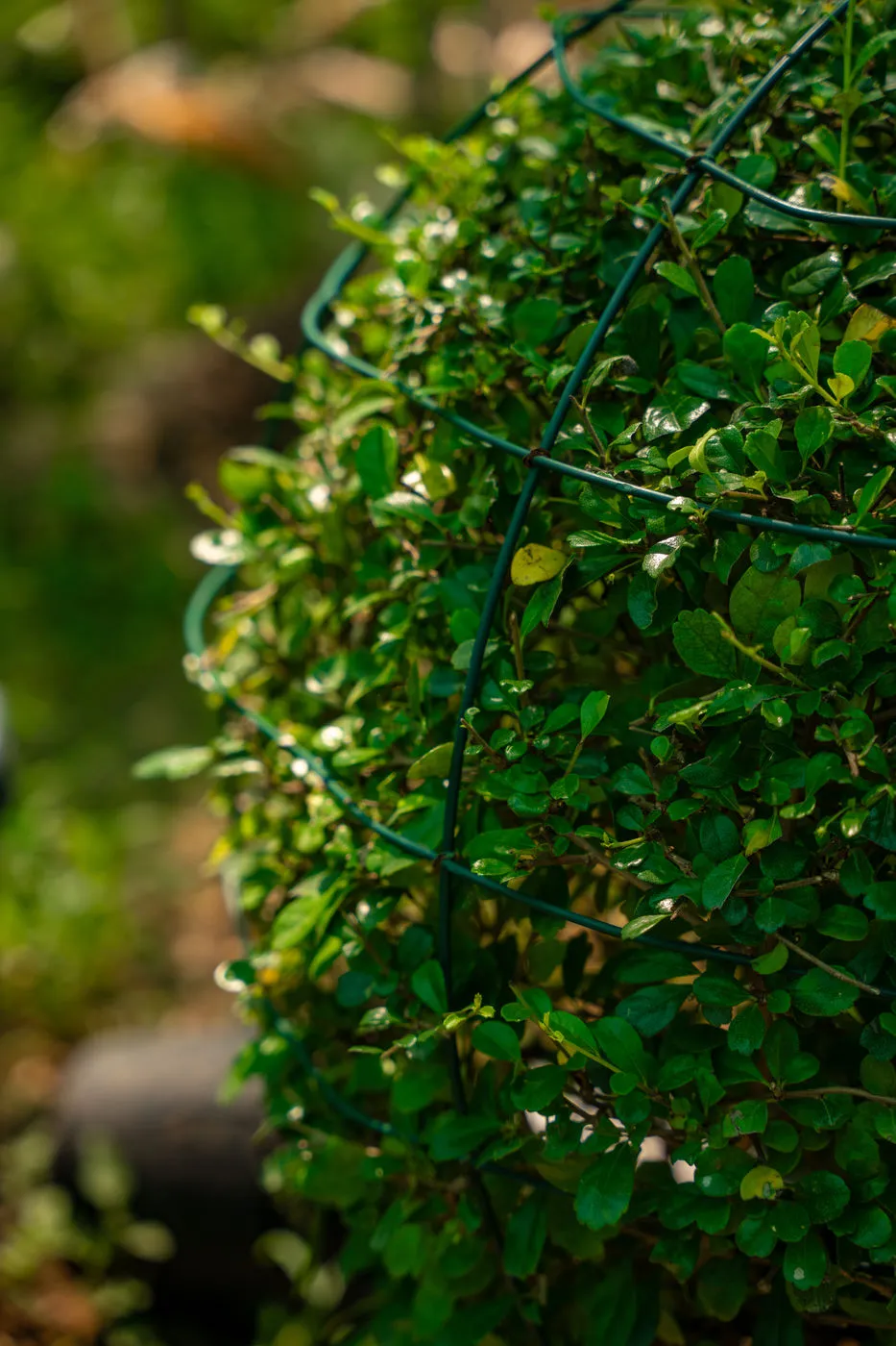 Ehretia Wall Plant (Ehretia microphylla) – Evergreen Hedge & Privacy Screening Plant - Image 5