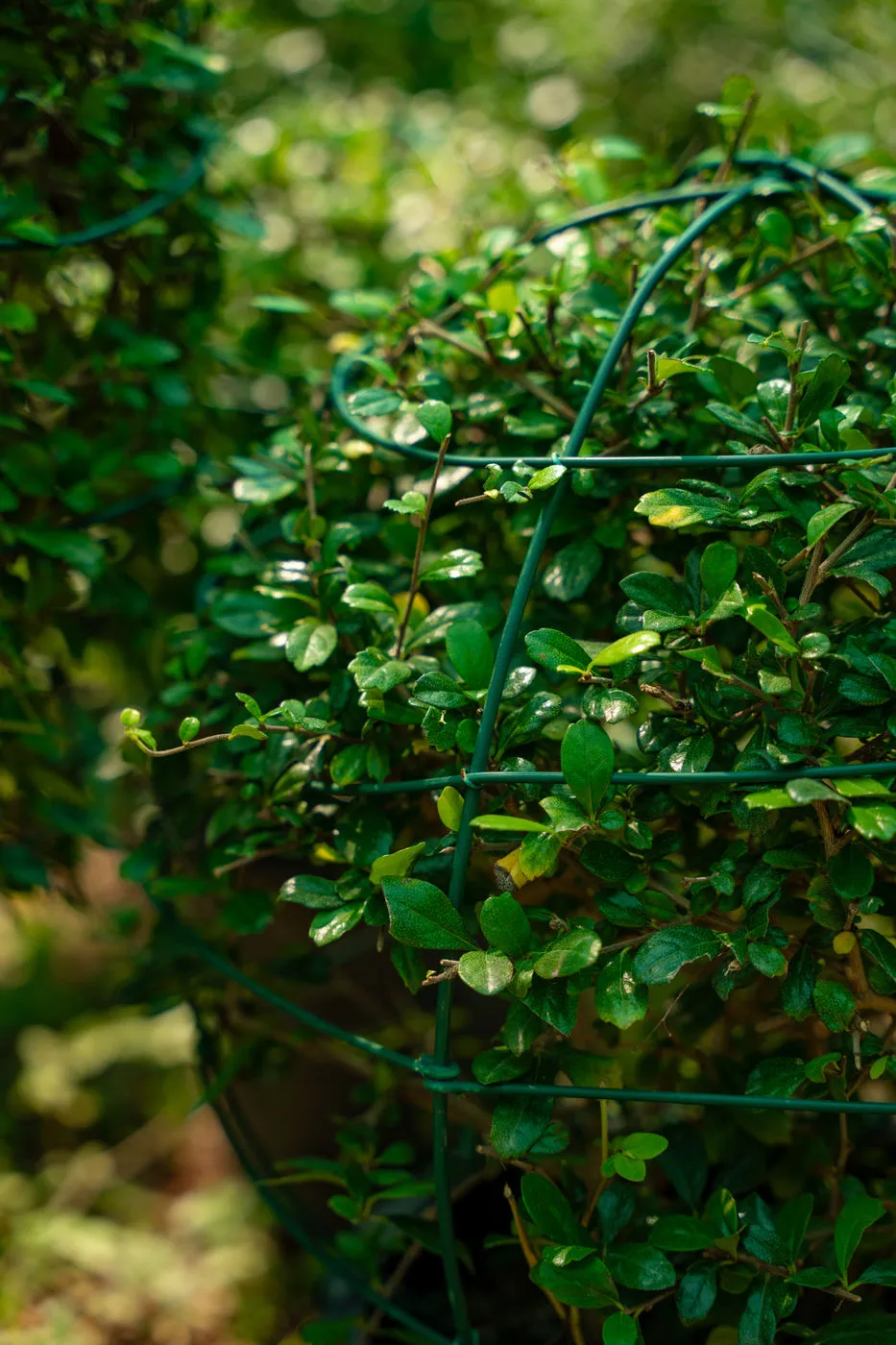 Ehretia Wall Plant (Ehretia microphylla) – Evergreen Hedge & Privacy Screening Plant - Image 2