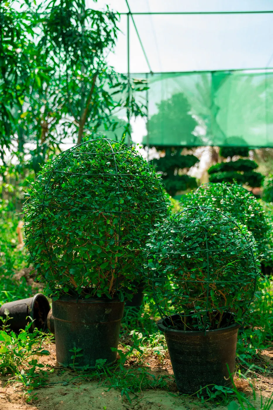 Ehretia Wall Plant (Ehretia microphylla) – Evergreen Hedge & Privacy Screening Plant - Image 3