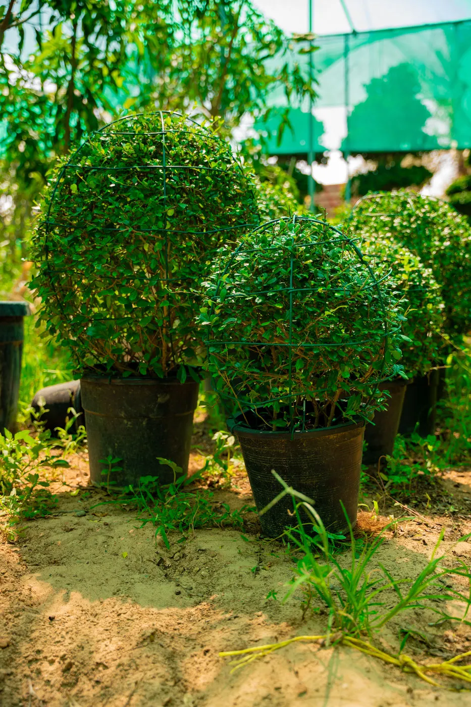 Ehretia Wall Plant (Ehretia microphylla) – Evergreen Hedge & Privacy Screening Plant - Image 4